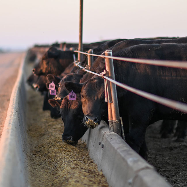 High quality is the BIG picture - CAB Cattle