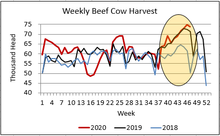 weekly beef cow harvest